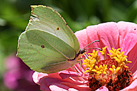 Gonepteryx cleopatra Gonepteryx cleopatra
